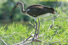 white ibis